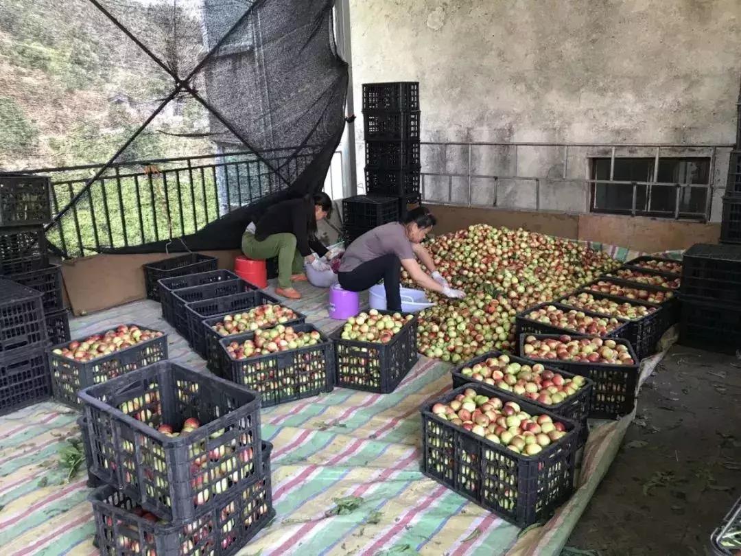 攀枝花务本油桃基地,攀枝花务本油桃采摘园