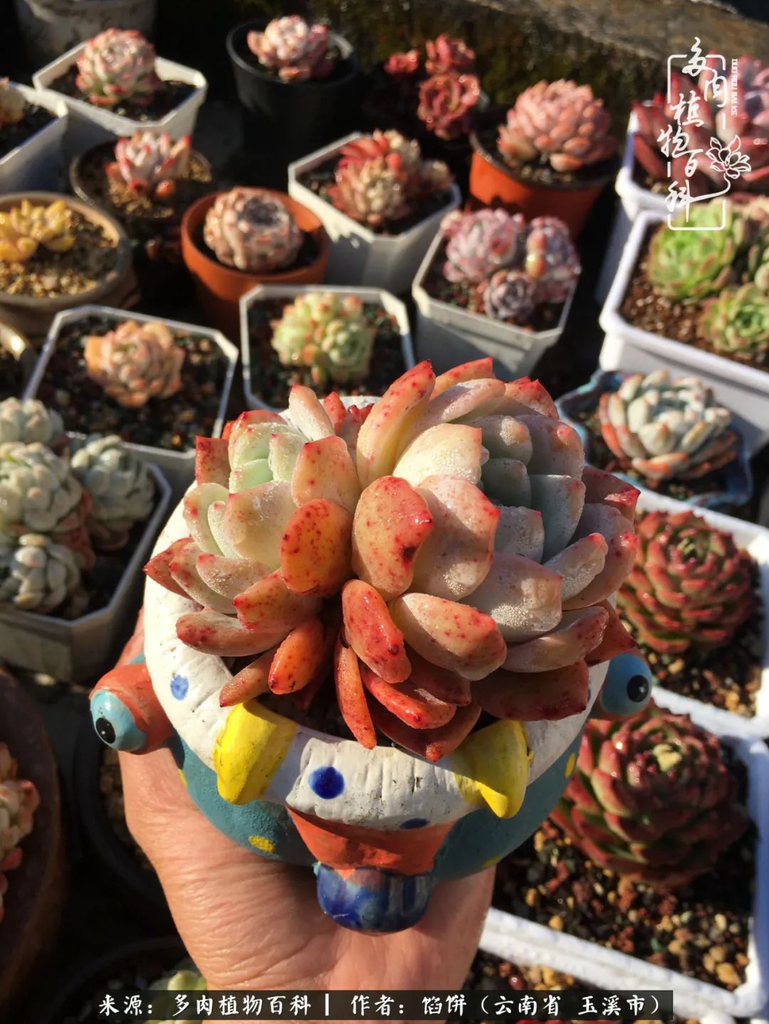 多肉对比图片,多肉对比高清图