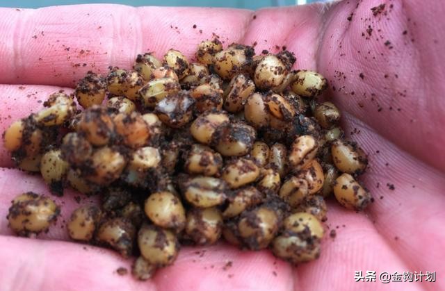 麦粒做钓饵可以钓什么鱼,制作麦粒钓饵最简单方法