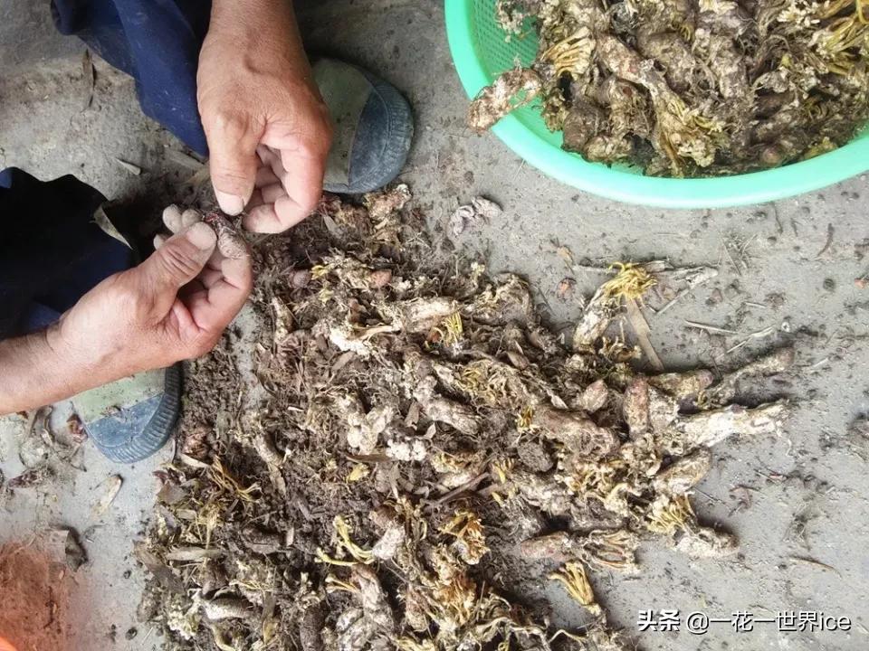 虫子被黄蜂寄生,虫子被寄生了还能活着吗