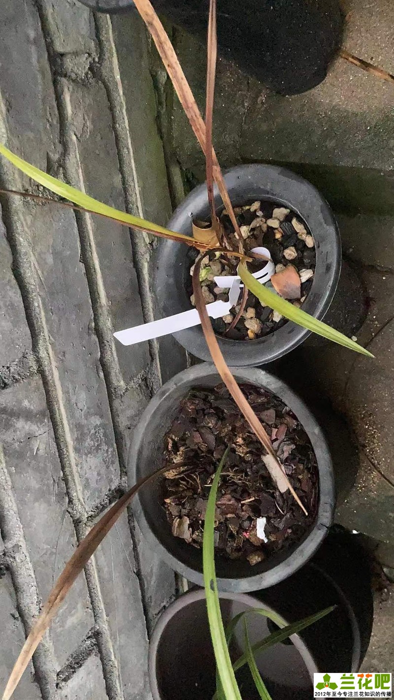 兰花叶子底部发黑烂掉一拿就掉,兰花刚发现芦头发黑还可以养吗