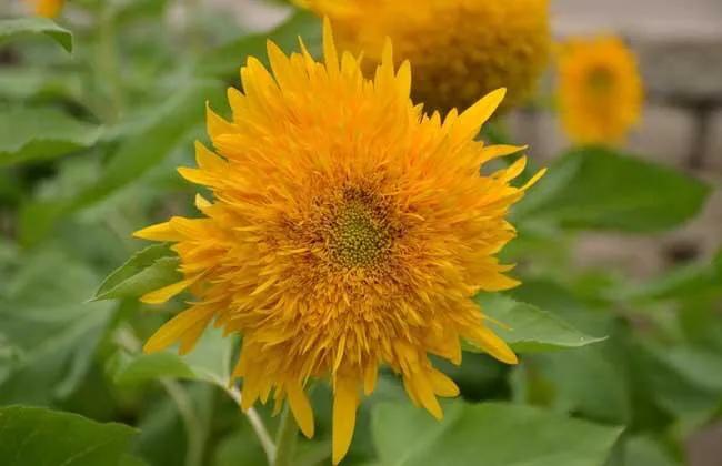 向日葵种子什么品种最好,向日葵哪种是可食用品种