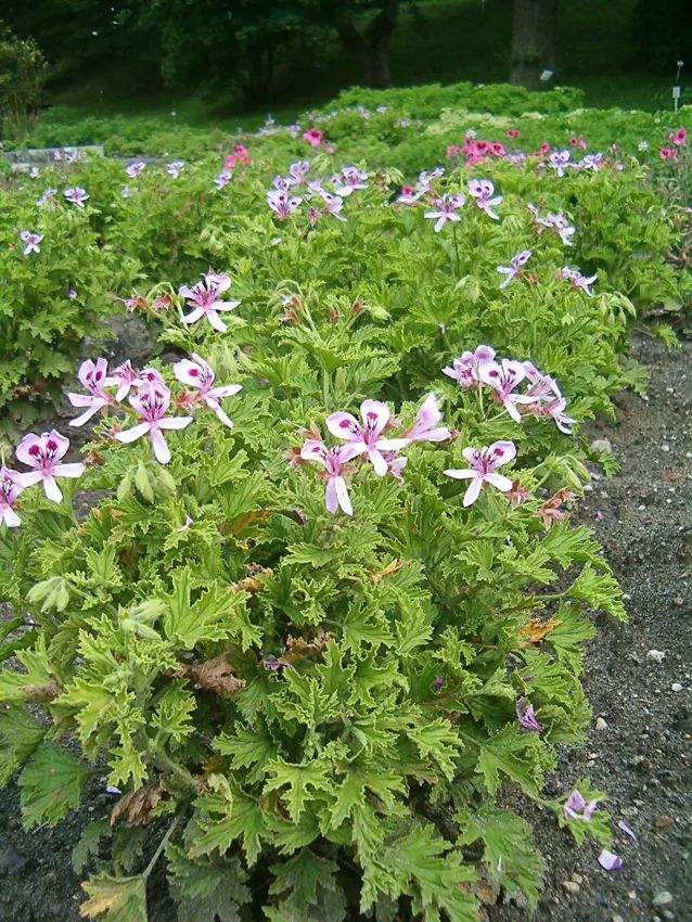 什么植物防辐射吸甲醛,防辐射吸甲醛最好植物