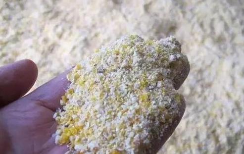 散养土鸡喂稻谷和玉米哪个好,散养土鸡喂玉米粒