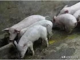 哺乳仔猪拉稀用什么类的药最好,十个养猪小妙招