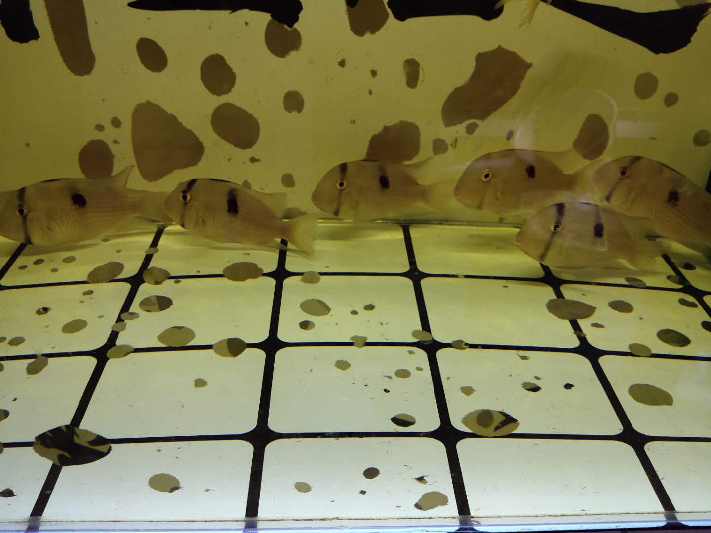 买观赏鱼回来要注意什么,观赏鱼新鱼到家身上烂了怎么办