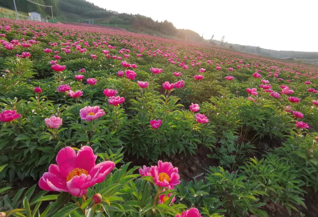 真香预警!300亩花海盛放,烤全羊十里飘香!