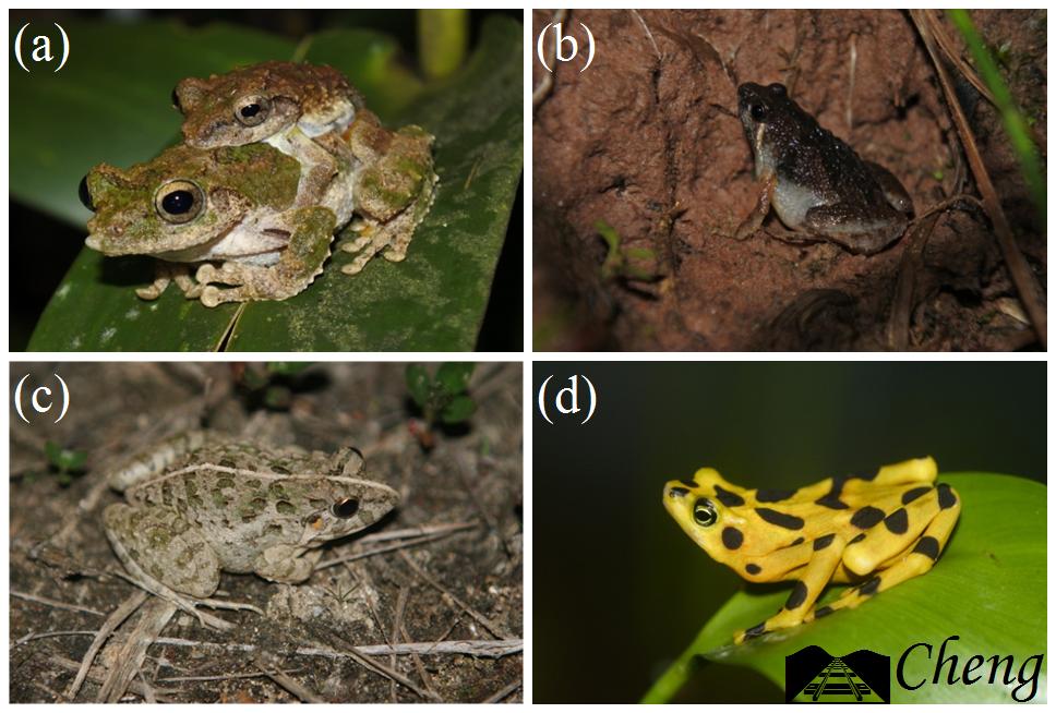 青蛙辨别颜色小视频,青蛙鉴定