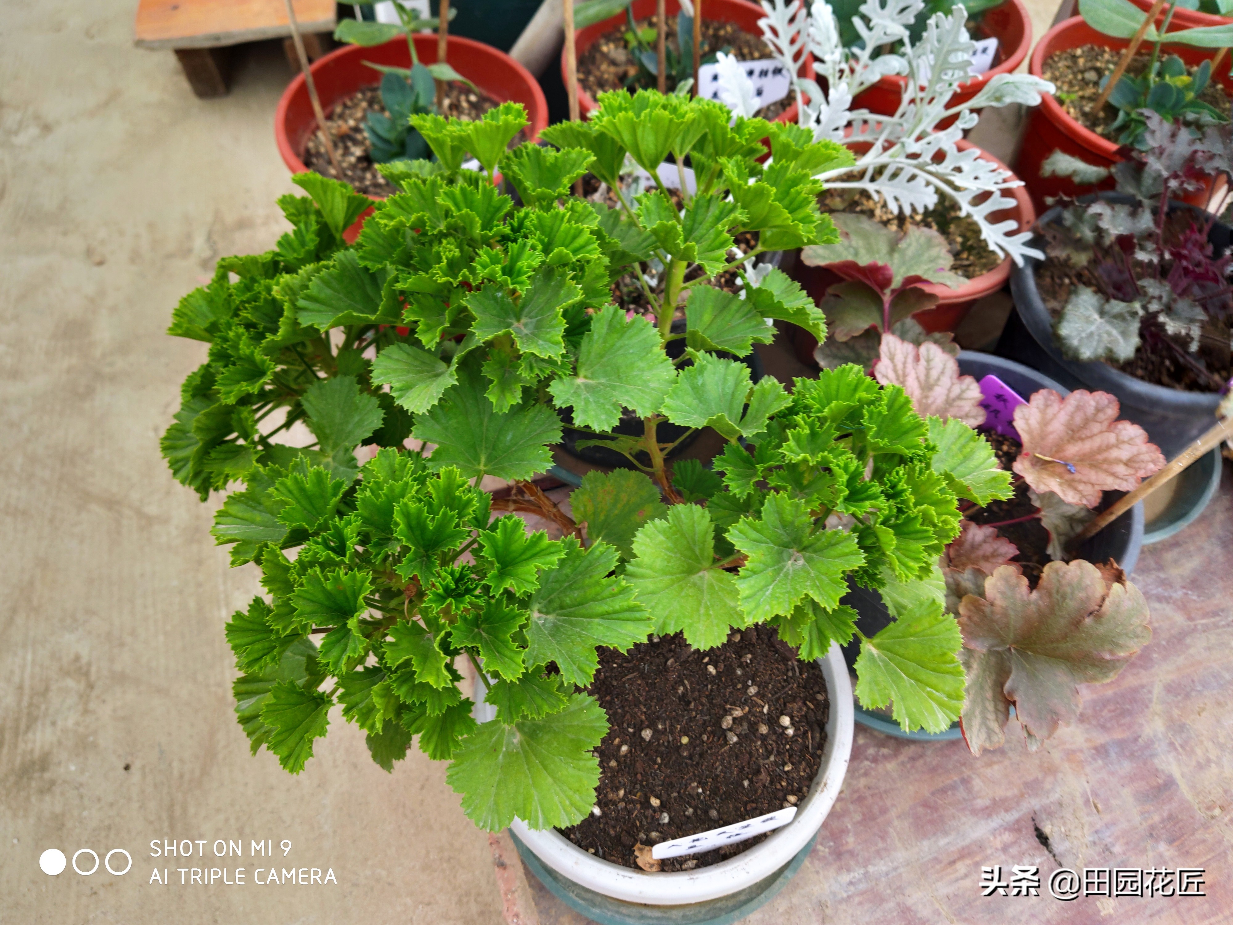 天竺葵黄叶知识,扦插天竺葵用什么药水防烂根