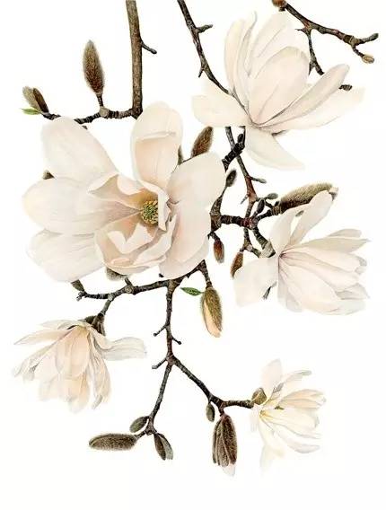 超写实绘画真实吗,超写实的植物绘画