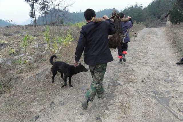 农村环境越来越好,山上的野猪下山糟蹋庄稼了,教你5招对付它