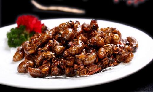 知了猴市场行情,人工养殖知了猴挣钱吗