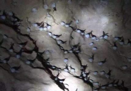 燕窝真假鉴别最简单方法,燕窝鉴别方法怎样辨别优质燕窝