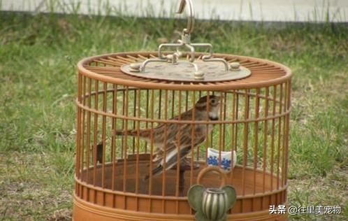 自制鸟笼鸟窝怎么固定,画眉鸟笼子制作详细的方法