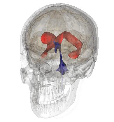 面神经分布图片大全,怎么记住面神经分布