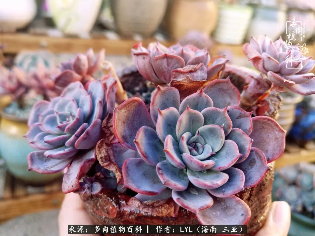 养多肉一年花了3万,养多肉一千多盆