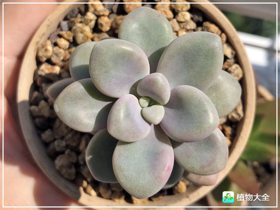 多肉植物艾伦视频,多肉植物艾伦价位
