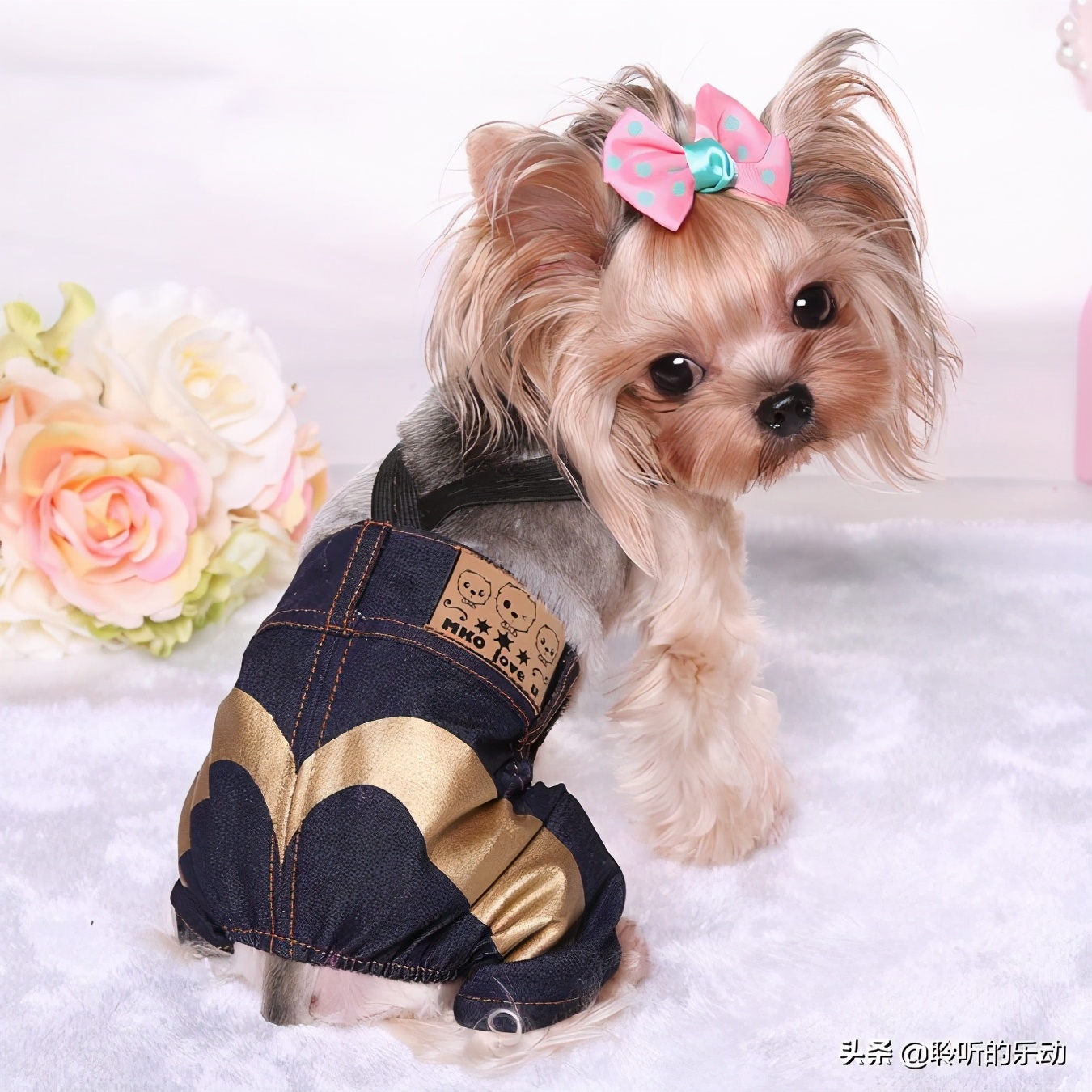 十大可爱的宠物狗,最潮的狗狗穿衣搭配