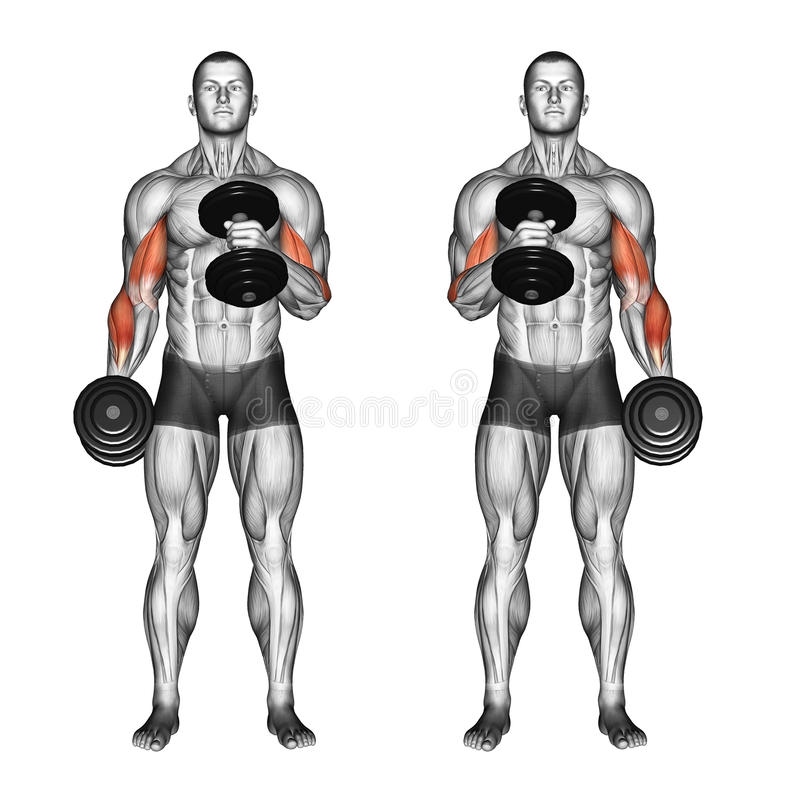 胳膊细怎么练粗壮无器械,手臂太细了怎么练粗大臂无器材