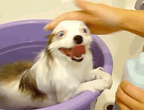 买宠物时的迷惑行为,宠物怎么买才不被骗的