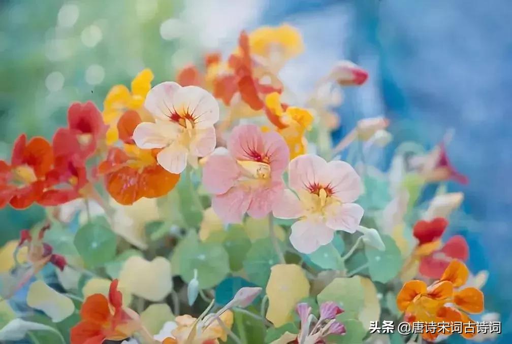 苏轼关于春天10首经典诗词,苏轼写景物的句子4句