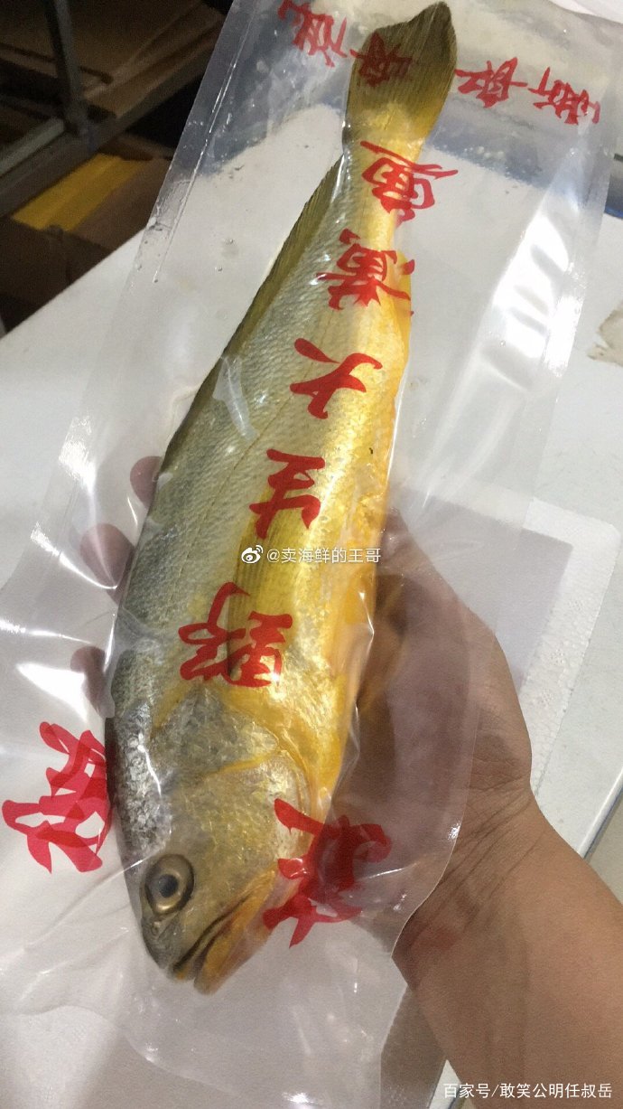 大黄鱼这么贵是因为营养更高吗,野生大黄鱼的五个不一样