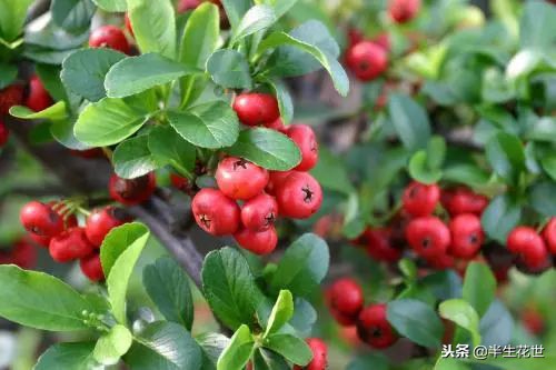 观果盆景冬季管理,热带盆栽观果植物有哪些