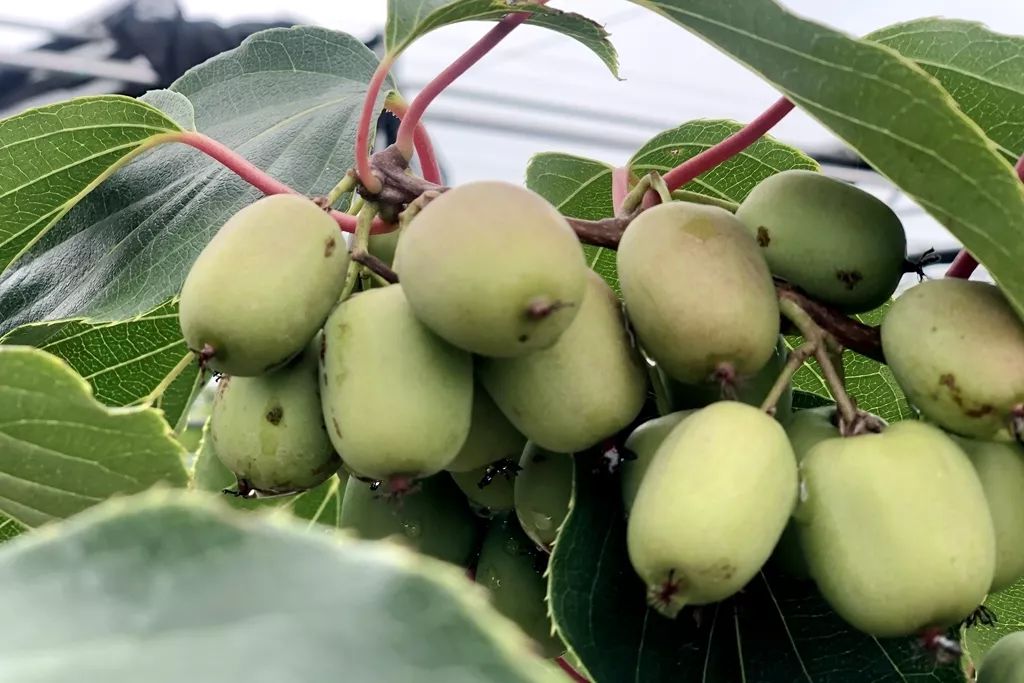 江阴哪里有猕猴桃,江阴猕猴桃