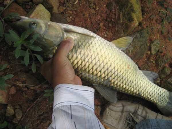 大草鱼钓不到怎么办,大草鱼难钓