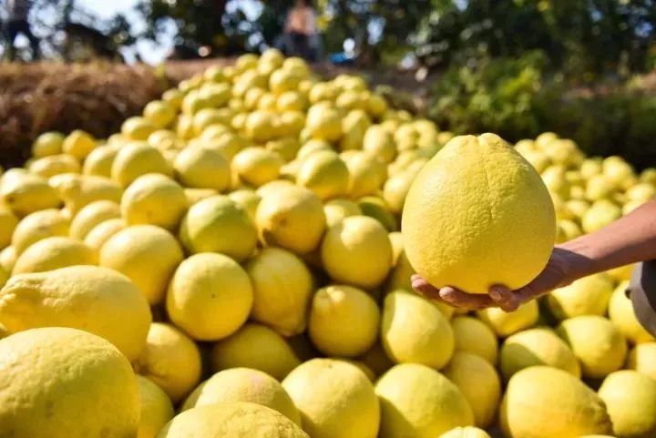 容县沙田柚挑选视频,如何挑选沙田柚视频