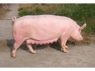 此猪种深受养殖户的喜欢，教你如何鉴别真品种