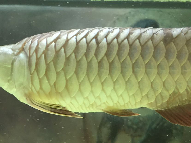 都是干旱惹来的祸,都是水惹的祸