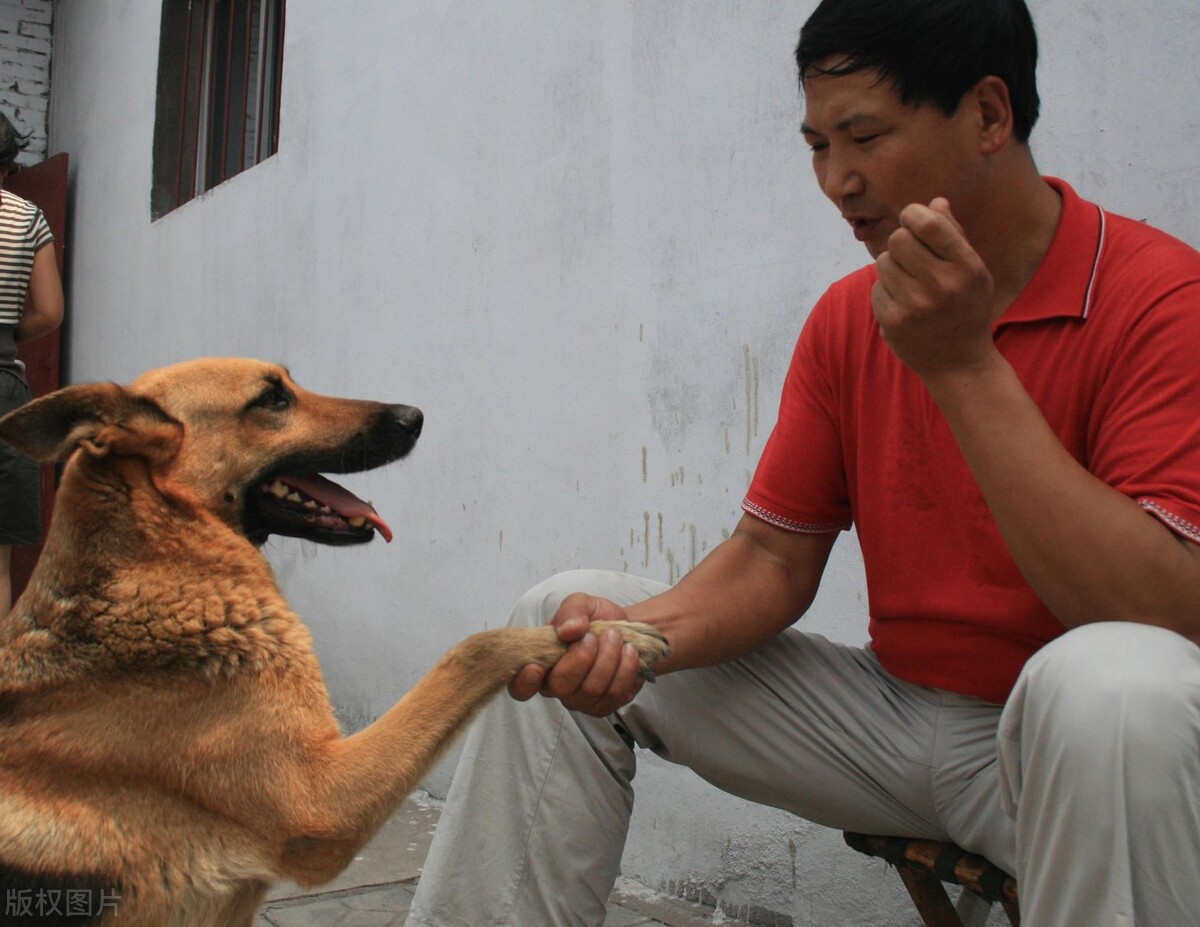 教狗几天训练一个动作,一周训练狗狗上厕所