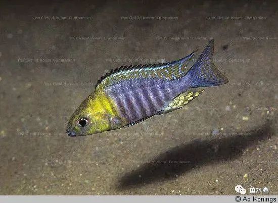 三湖慈鲷马鲷孔雀鱼多久发色,三湖慈鲷鱼之马鲷鱼