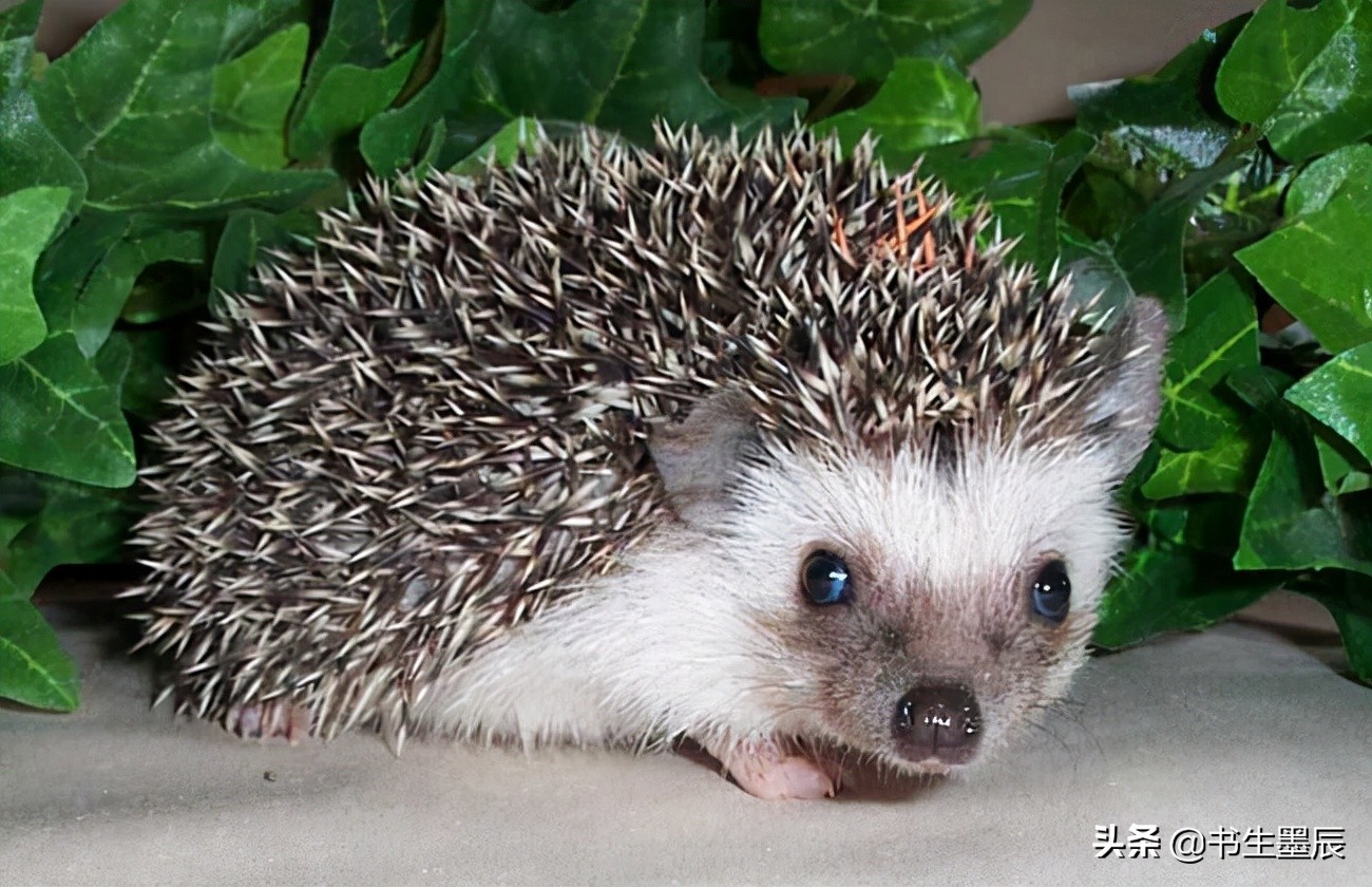 捕捉麻雀、壁虎、刺猬要承担刑事责任?这些法律盲区一定要知道