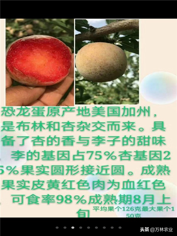 李子苗新品种恐龙蛋,恐龙蛋李子树苗适合湘南种植吗