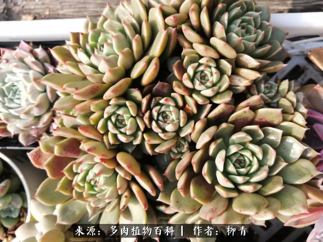 从入卡坑一个月到入卡坑三年,从入坑到现在所有品种开花图