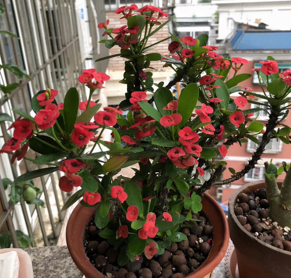 花期300天又很香好养的花适合北方,推荐几款耐寒一年四季开花的花