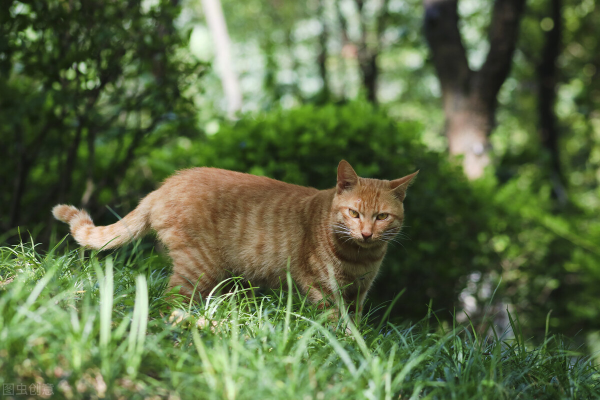 一个月的橘猫怎么喂养,橘猫怎么喂养最好