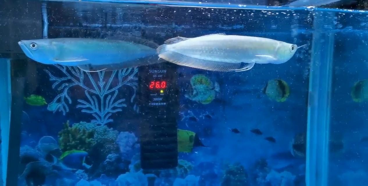 出差三五天小鱼缸里的鱼怎么办,假期出行鱼缸里的鱼怎么办