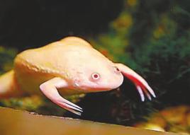 新手养鱼推荐混养品种,新手养鱼入门鱼种混养