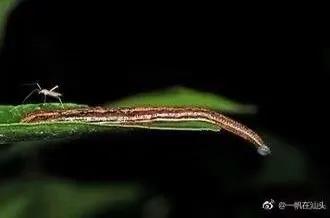 蚂蝗为什么被称为吸血鬼,山蚂蝗的惊悚故事