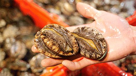 4000m²「平价海鲜」，还藏了个老广早茶，鸡煲、羊肉、虾蟹