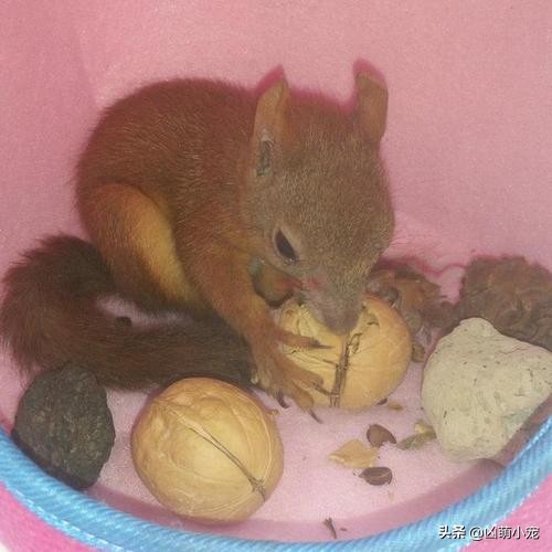 挖走松鼠过冬口粮,松鼠平替口粮