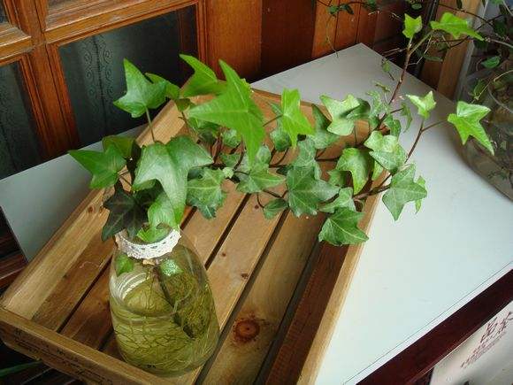 常春藤如何能养好,常春藤怎么才能养好呢