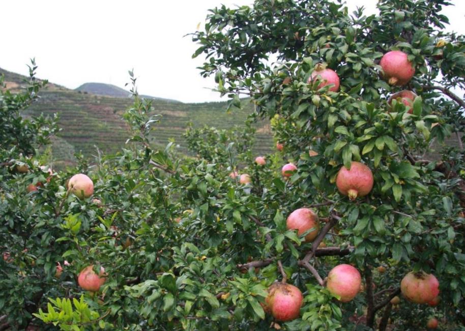 石榴干腐病防控措施,石榴叶枯病防治方法