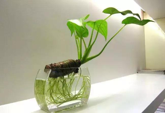 枯死发财树起死回生小妙招,冬天吊兰绿萝发财树怎么养