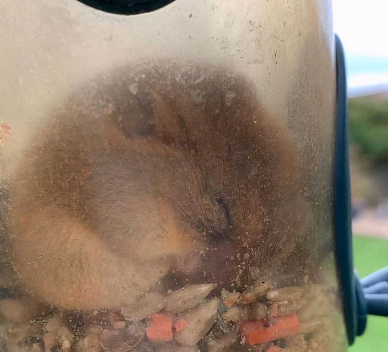 大梦谁先觉，平生我自知，冬眠睡足足，醒来吃吃吃：睡鼠