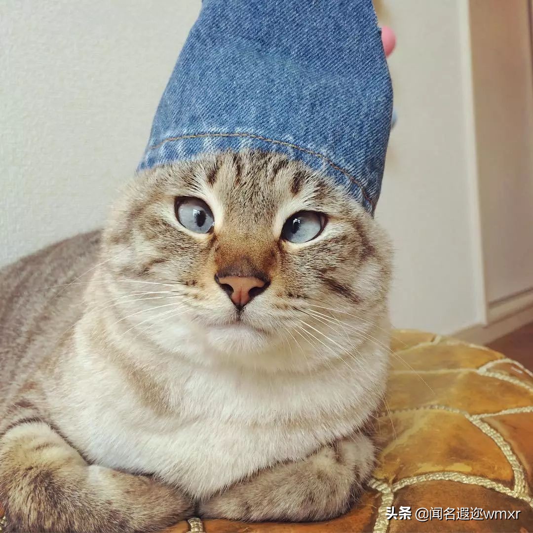 你有猫病表情包,你有猫病啊图片