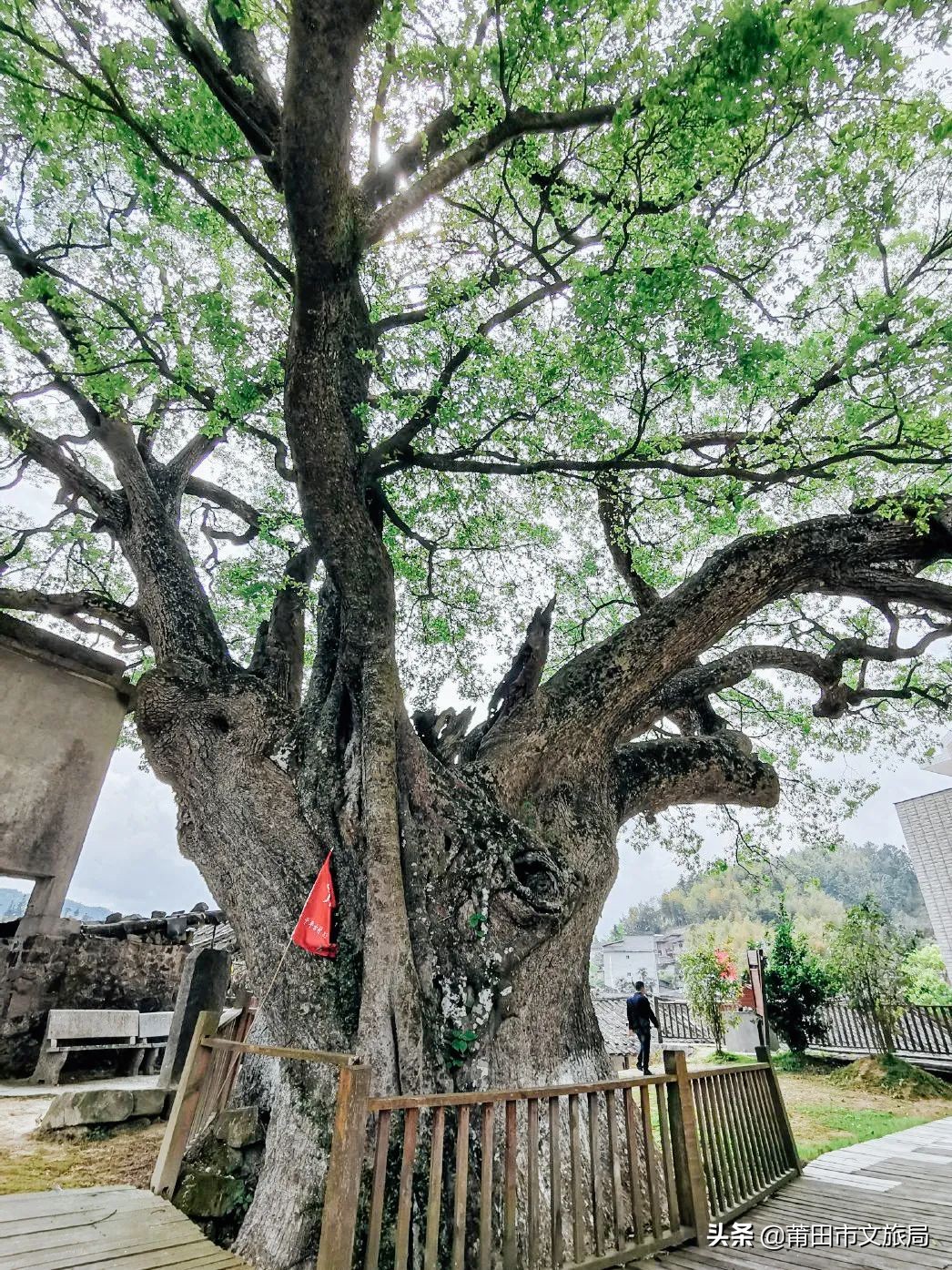 千年古樟树福建仙游,樟树千年古香樟
